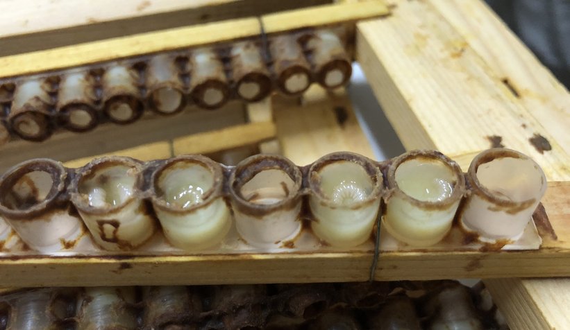 Büyükşehirin bal projesinde 22 ton bal üretildi