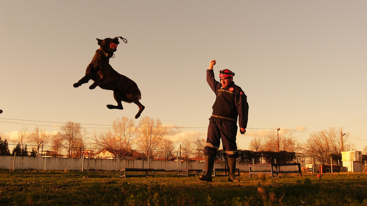 Büyükşehirin K9 Arama Kurtarma köpekleri göreve hazır