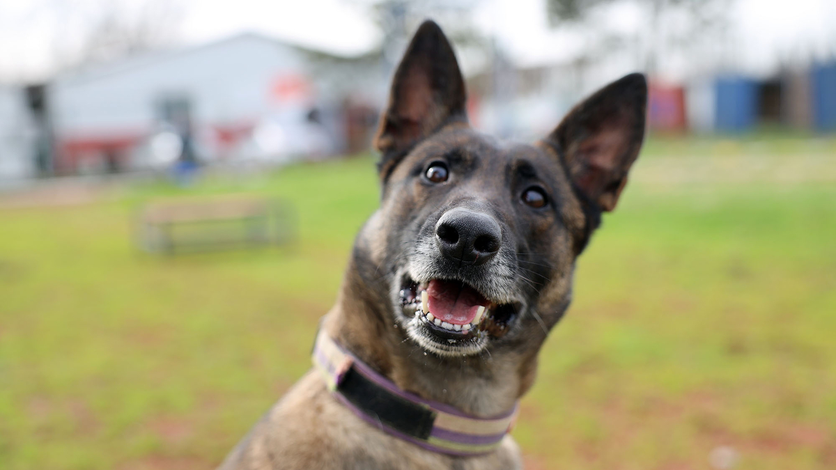 Büyükşehirin K9 Arama Kurtarma köpekleri göreve hazır