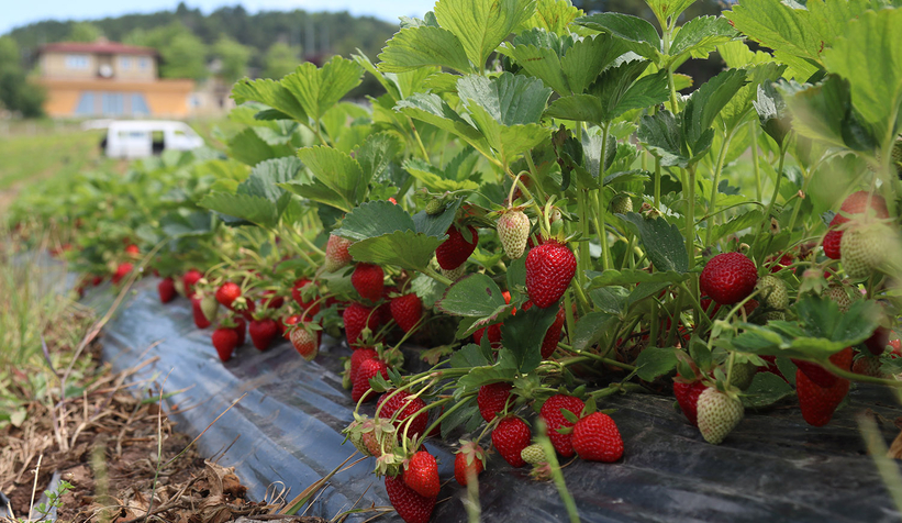 Büyükşehir’in tarım projeleri genç kuşağa yön veriyor