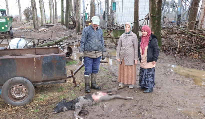 buzagisinin-sokak-kopekleri-tarafindan-parcalandigini-iddia-ettioerxz0xbrm