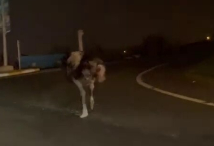 Caddede deve kuşu şaşkınlığı