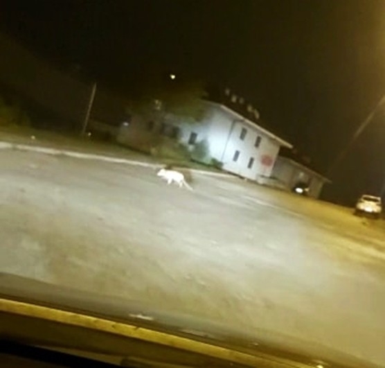 Caddeye inen tilki kamerada