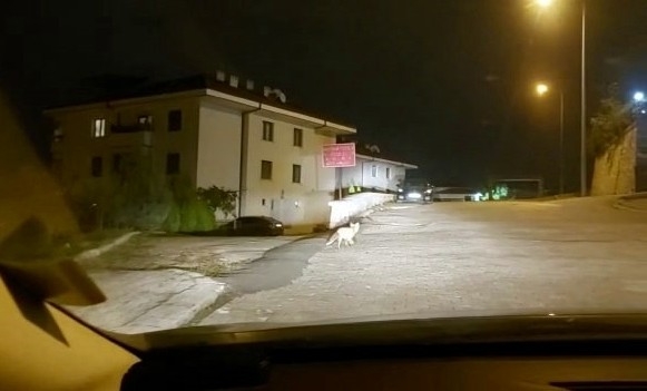 Caddeye inen tilki kamerada