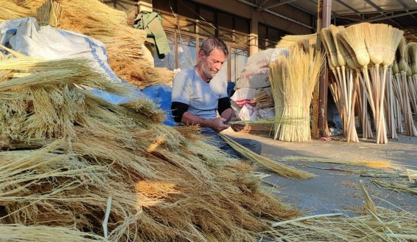 Çalı süpürgesi milyarlık süpürgelere direniyor
