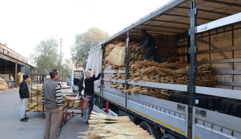 Çalı süpürgesi milyarlık süpürgelere direniyor