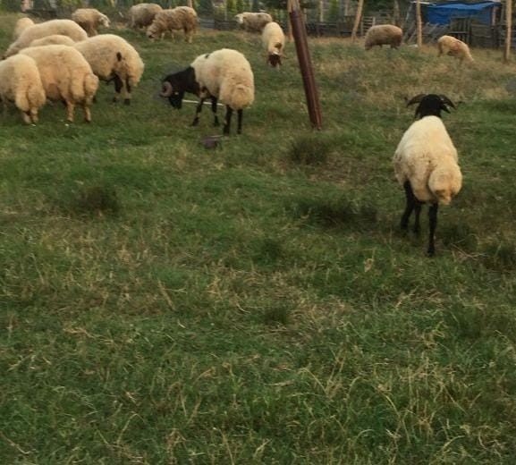 Çalıntı kamyonetle 20 koyunu çaldı