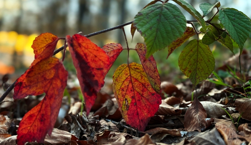 cam-dagi-ndan-kartpostallik-fotograflarttnzzxnqk0