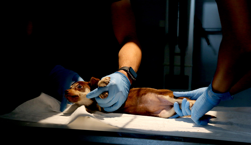 Can dostların Sakarya’da devasa bir şifa yuvası var