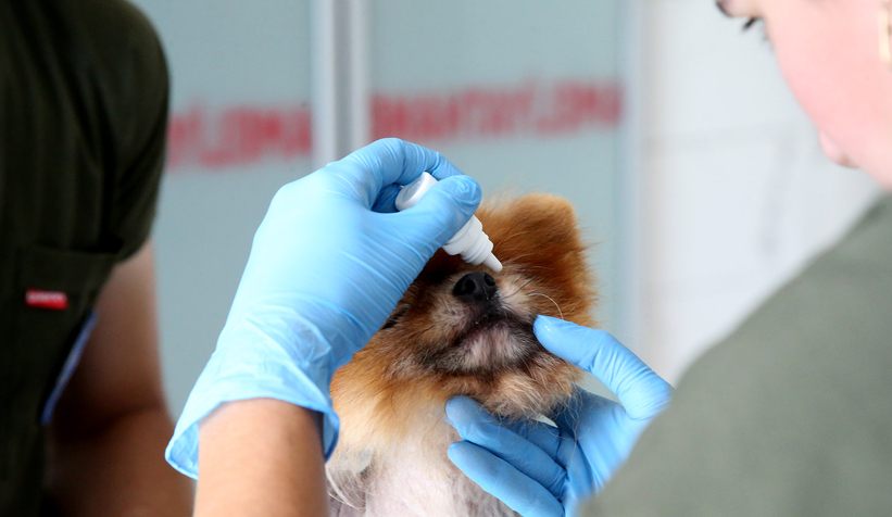 Can dostların Sakarya’da devasa bir şifa yuvası var