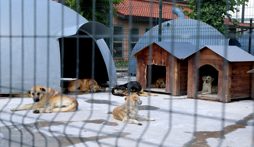 Can dostların Sakarya’da devasa bir şifa yuvası var