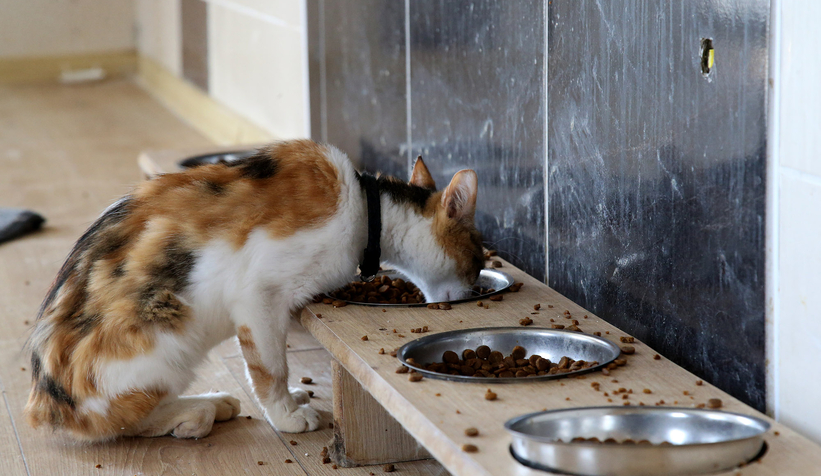 Can dostların Sakarya’da devasa bir şifa yuvası var