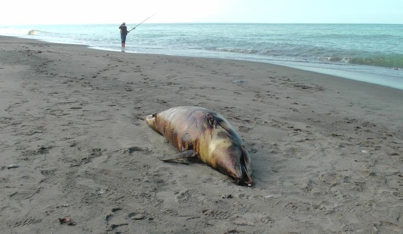 Canilik; Yunusu silahla vurup öldürdüler