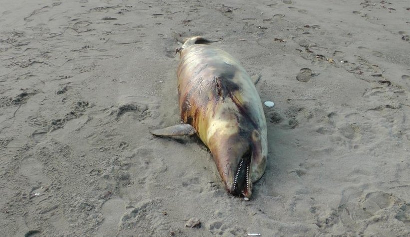 Canilik; Yunusu silahla vurup öldürdüler
