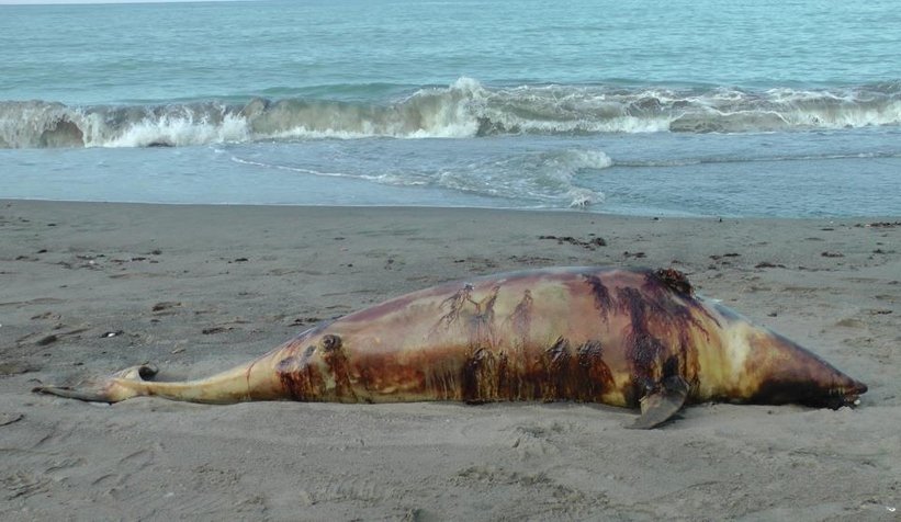 Canilik; Yunusu silahla vurup öldürdüler