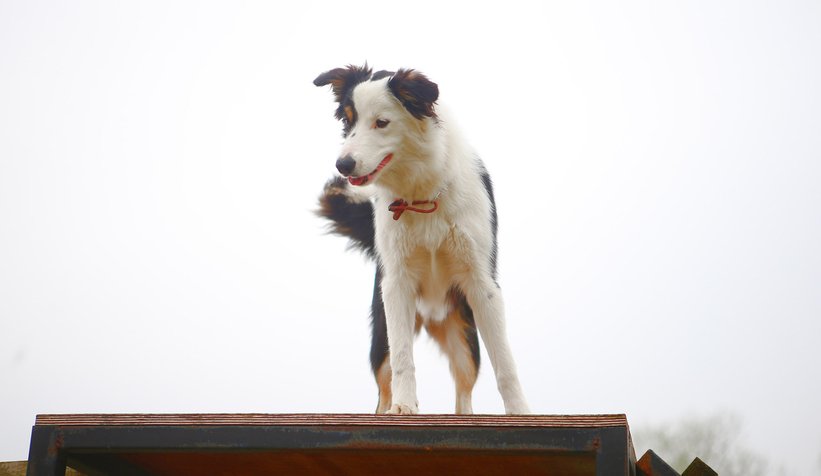 Canları kurtaracak köpekler en zor güne hazırlanıyor