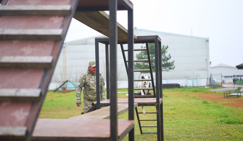 Canları kurtaracak köpekler en zor güne hazırlanıyor