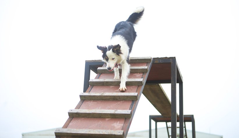 Canları kurtaracak köpekler en zor güne hazırlanıyor