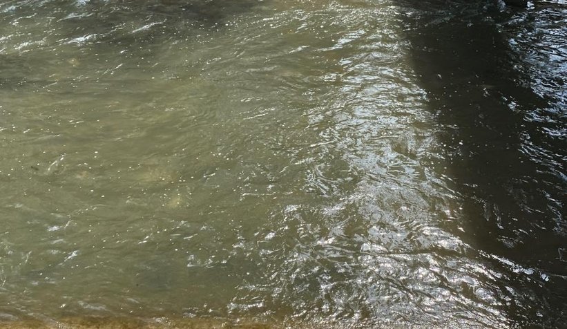 Çark'taki balık ölümlerinin nedeni belli oldu