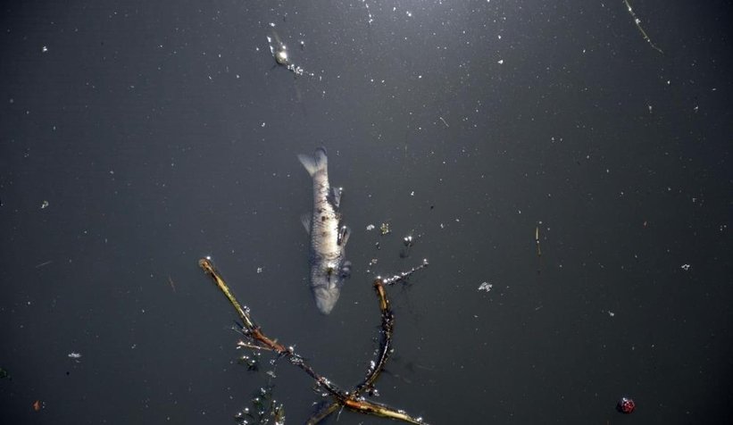 Çark'taki balık ölümlerinin nedeni belli oldu
