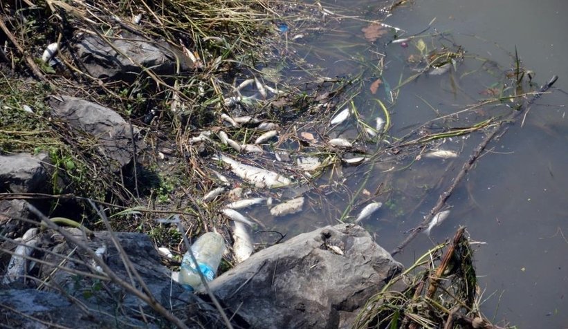 Çark'taki balık ölümlerinin nedeni belli oldu