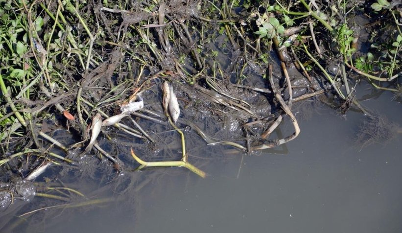 Çark'taki balık ölümlerinin nedeni belli oldu