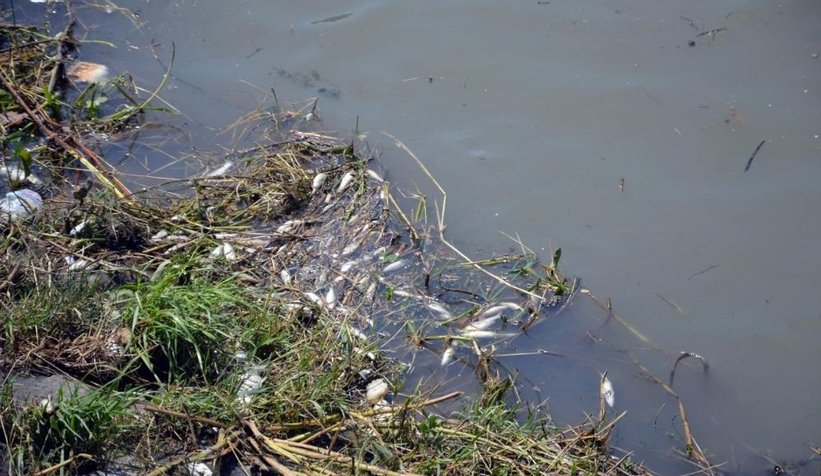 Çark'taki balık ölümlerinin nedeni belli oldu