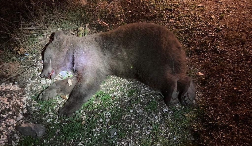 Çarptığı ayıyı kontrol ederken saldırıya uğradı