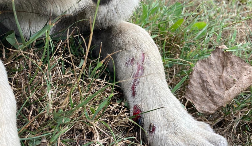 Çarptığı köpeğe yardım etmeyip yoluna devam etti