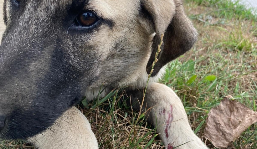 Çarptığı köpeğe yardım etmeyip yoluna devam etti