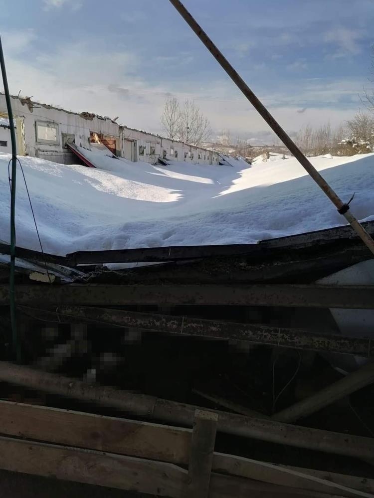 Çatı kardan çöktü 18 bin tavuk telef oldu