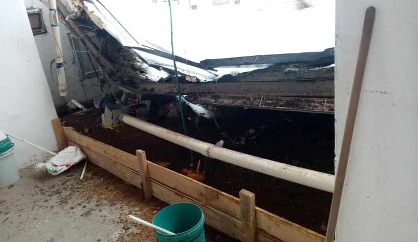 Çatı kardan çöktü 18 bin tavuk telef oldu