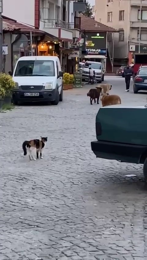 Cesur kedi 3 köpeğe böyle kafa tuttu