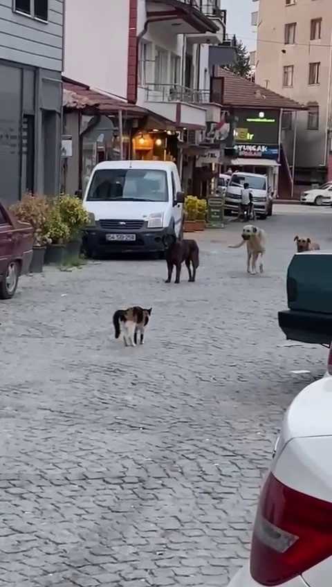 Cesur kedi 3 köpeğe böyle kafa tuttu