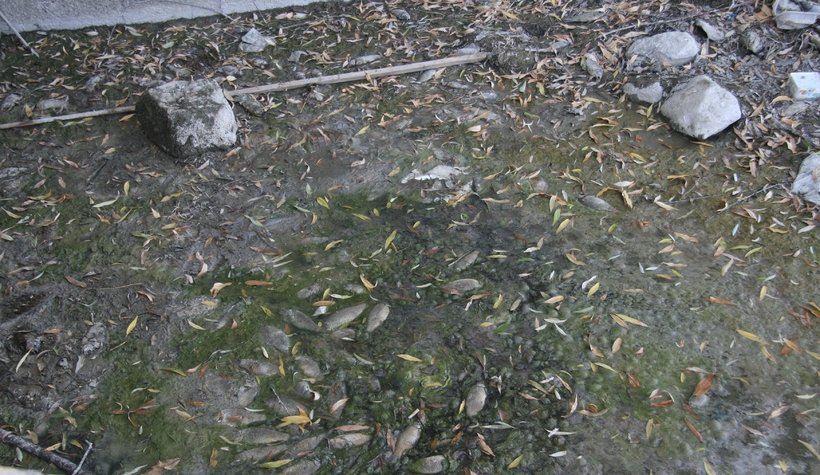 Çevre felaketi yaşandı