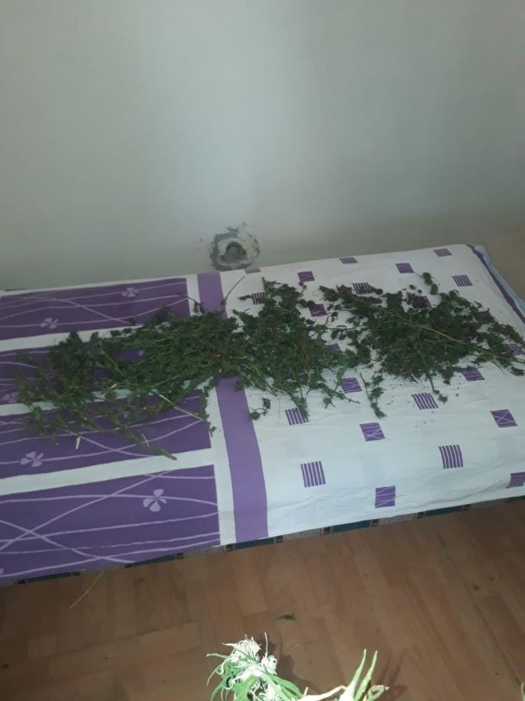 Çiftliği ve evi uyuşturucu imalathanesine çevirmiş