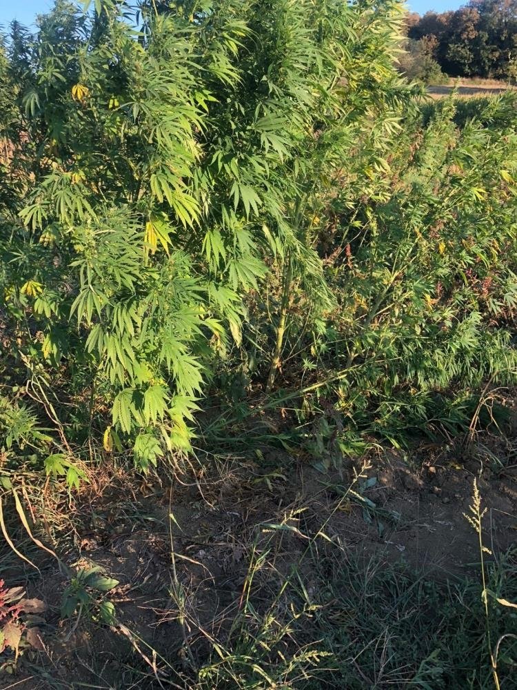 Çiftliği ve evi uyuşturucu imalathanesine çevirmiş