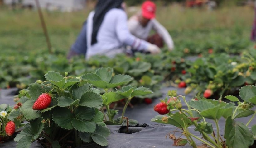 Çilek üreticinin yüzünü güldürmedi