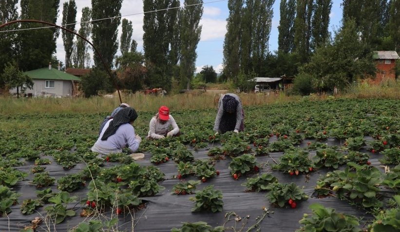 Çilek üreticinin yüzünü güldürmedi