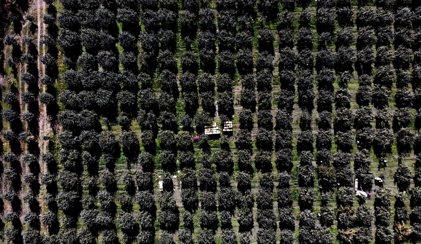 Coğrafi işaretli ayvada hasat başladı
