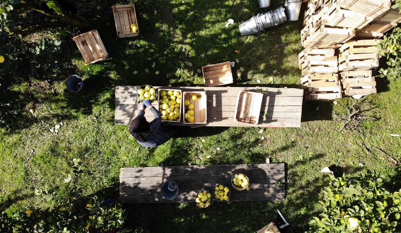 Coğrafi işaretli ayvada hasat başladı