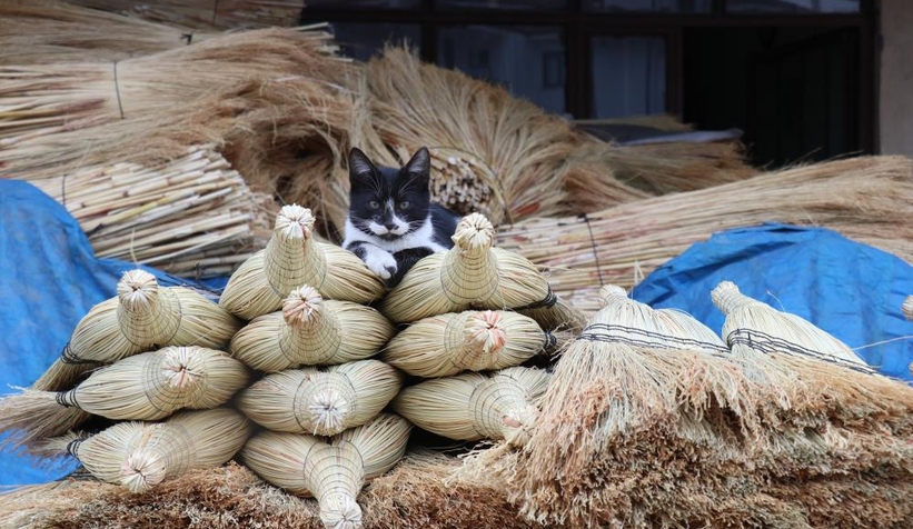 Coğrafi işaretli ot süpürgeler teknolojiye direniyor