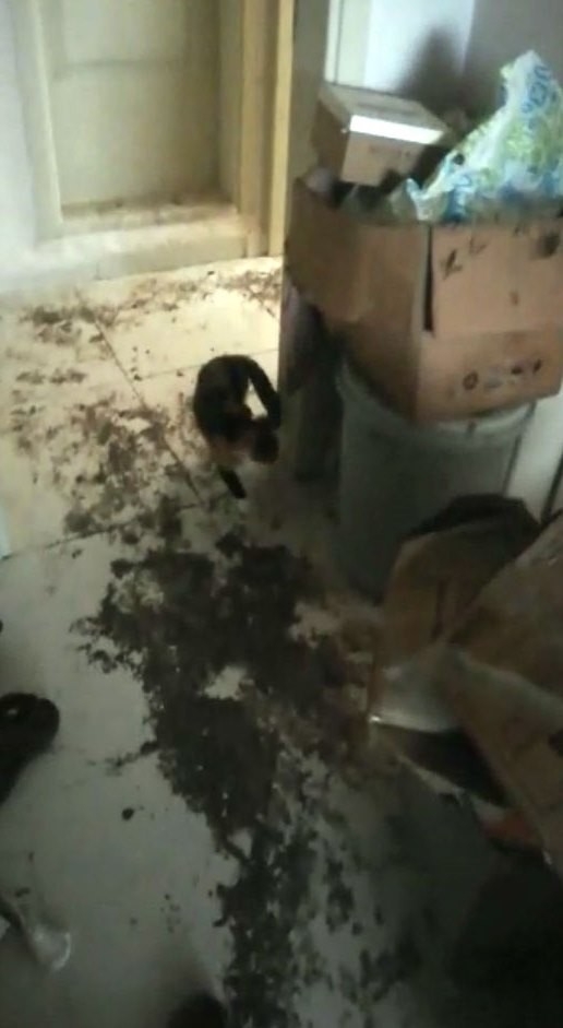 Çöplüğe dönen evini görünce isyan etti