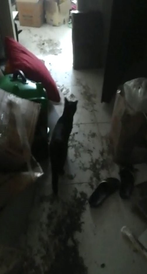 Çöplüğe dönen evini görünce isyan etti