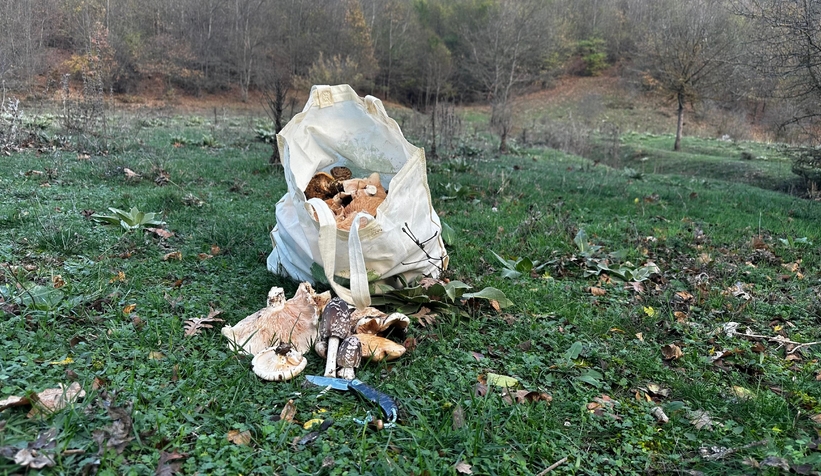 Çuval çuval kanlıca mantarı topladı