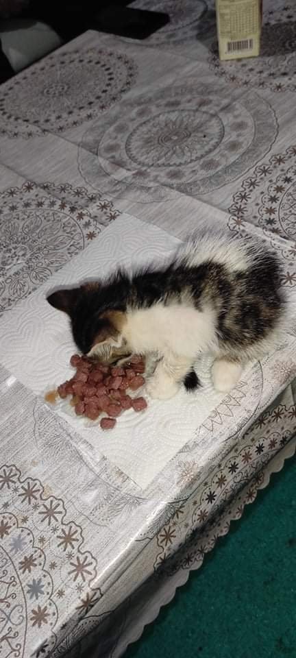 Çuvalın ağzını bağlayıp kediyi yola attılar!