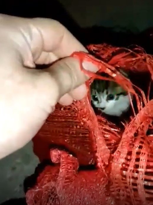 Çuvalın ağzını bağlayıp kediyi yola attılar!