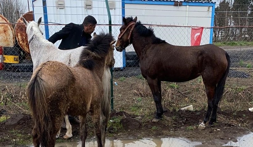 D-100'de dört nala koştular