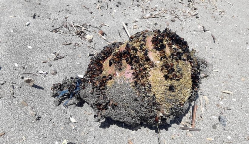 Denizden çıkan cisim korkuttu