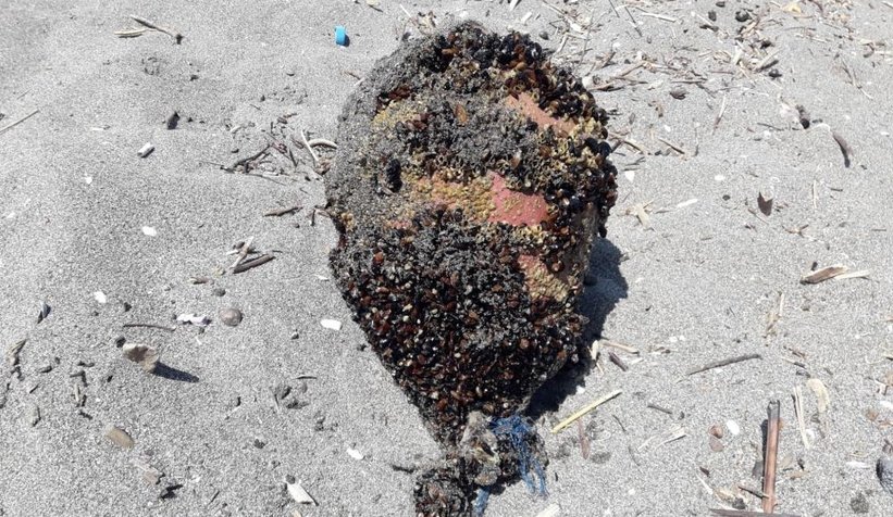 Denizden çıkan cisim korkuttu